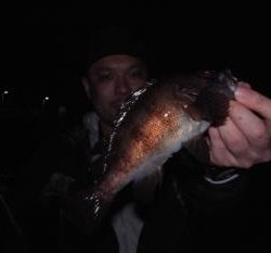 シーマジカル 釣果