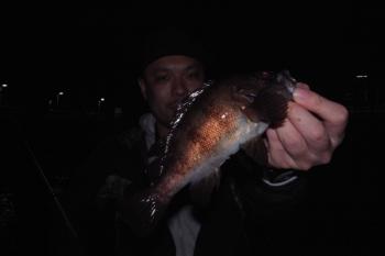 シーマジカル 釣果