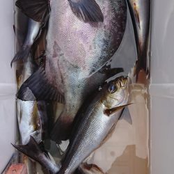 伊豆下田フィッシング 釣果