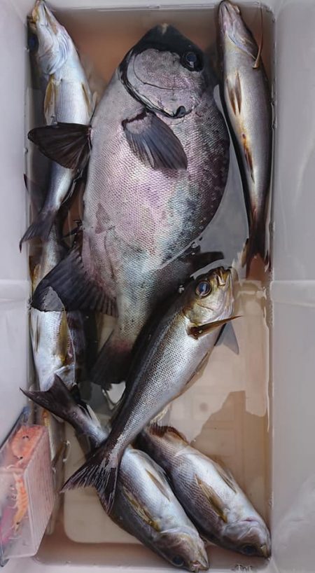 伊豆下田フィッシング 釣果