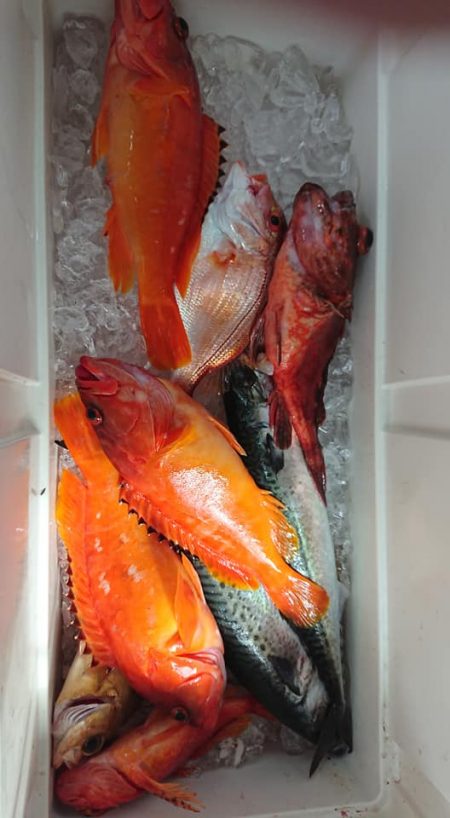 伊豆下田フィッシング 釣果