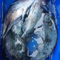 伊豆下田フィッシング 釣果