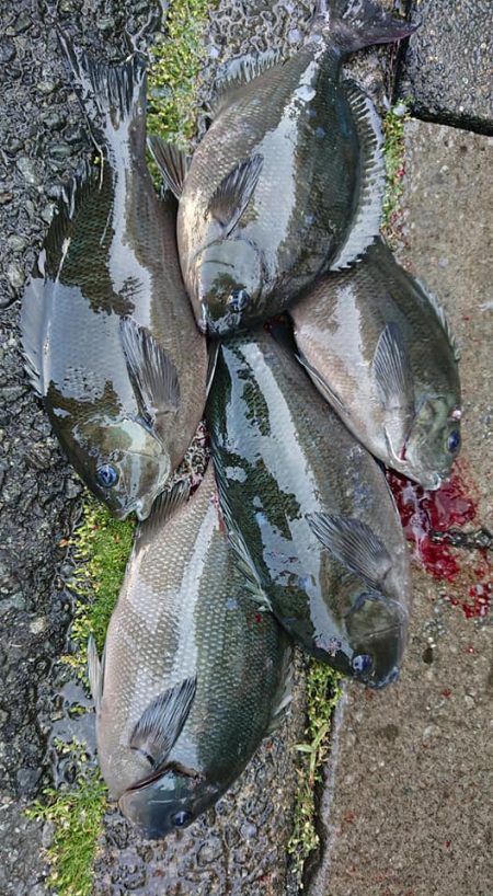伊豆下田フィッシング 釣果