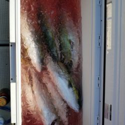 遊漁船 ニライカナイ 釣果