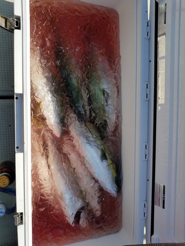 遊漁船 ニライカナイ 釣果