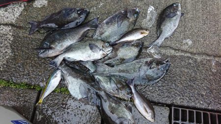 伊豆下田フィッシング 釣果