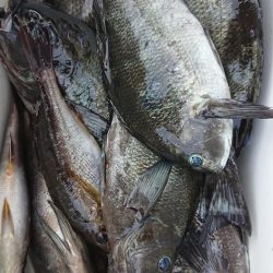 伊豆下田フィッシング 釣果