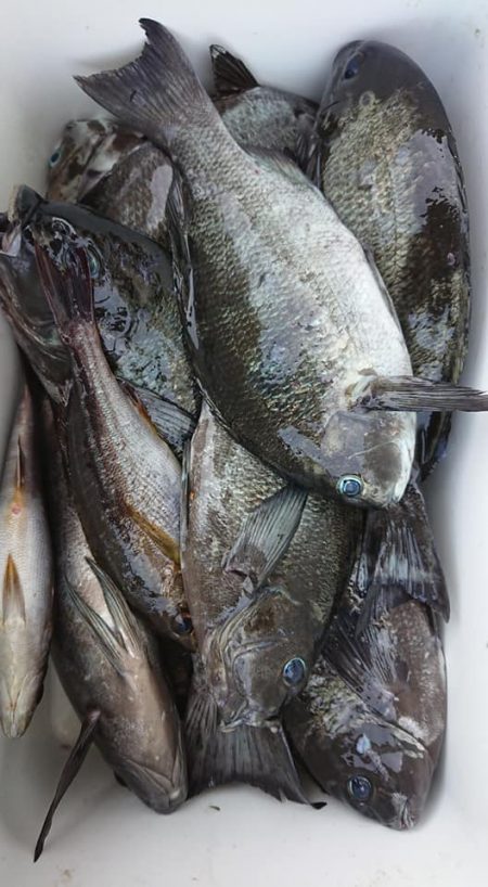 伊豆下田フィッシング 釣果