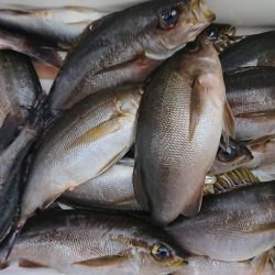 伊豆下田フィッシング 釣果