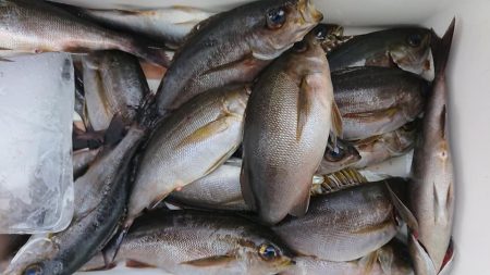 伊豆下田フィッシング 釣果