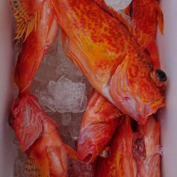 伊豆下田フィッシング 釣果