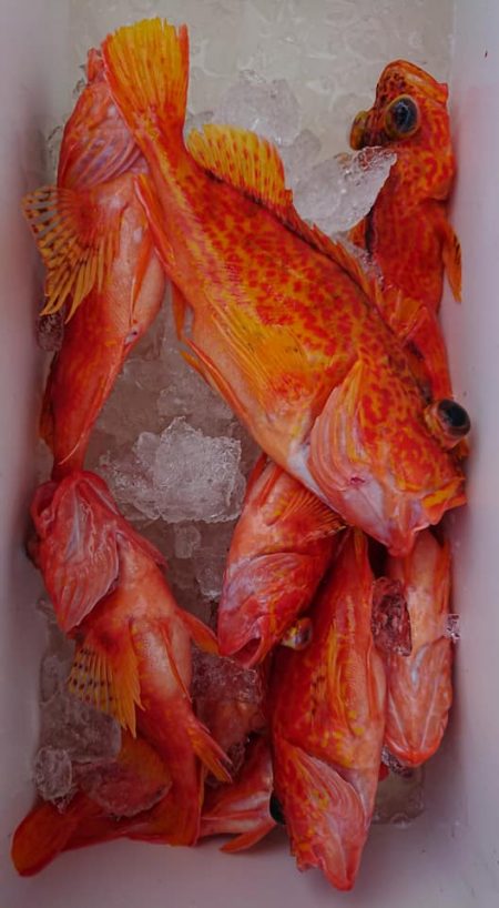 伊豆下田フィッシング 釣果