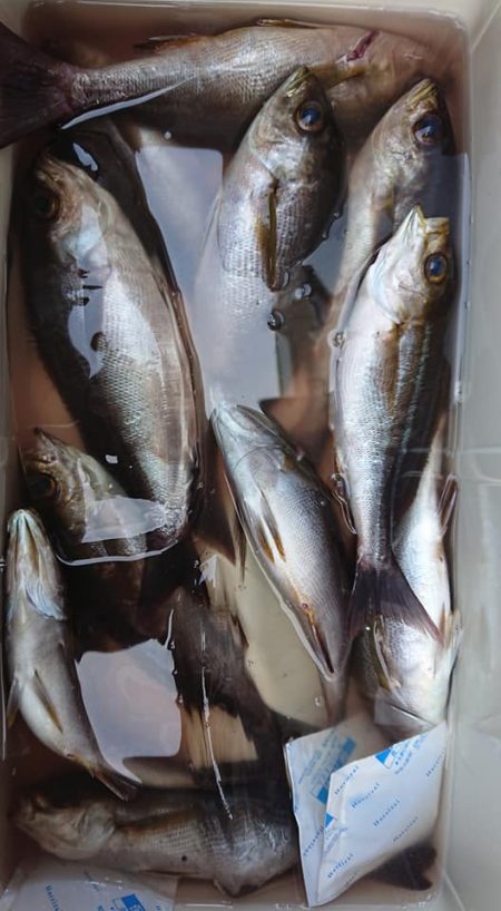 伊豆下田フィッシング 釣果