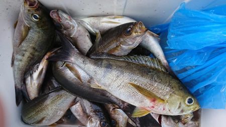 伊豆下田フィッシング 釣果