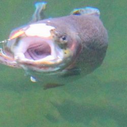 小菅トラウトガーデン 釣果