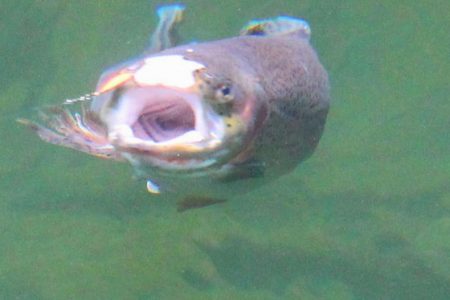 小菅トラウトガーデン 釣果