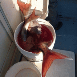 遊漁船ブルーウッズ 釣果