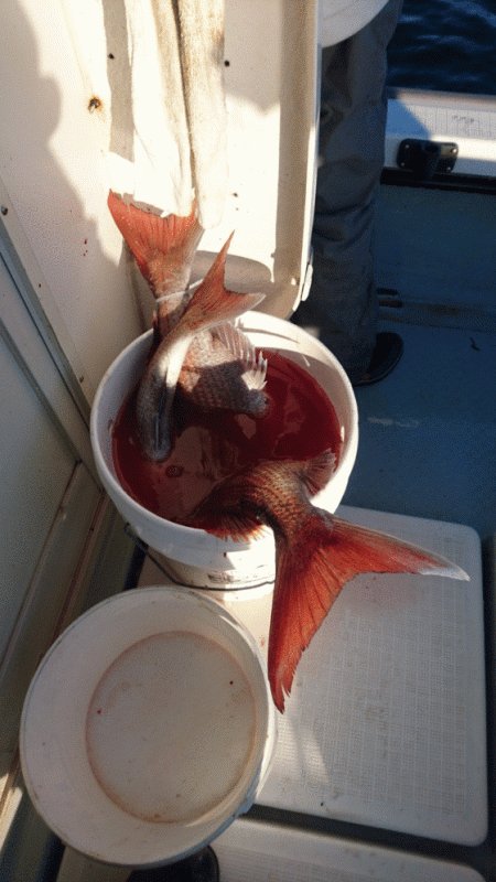 遊漁船ブルーウッズ 釣果