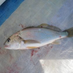 オリジナルメーカー海づり公園(市原市海づり施設) 釣果