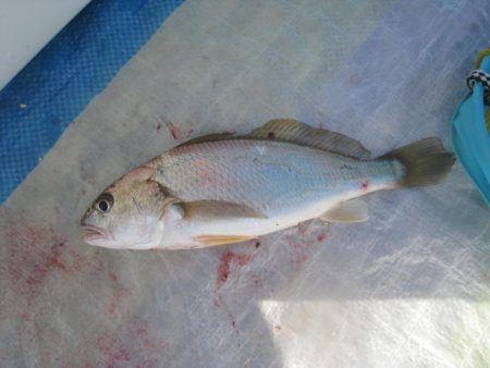 オリジナルメーカー海づり公園(市原市海づり施設) 釣果