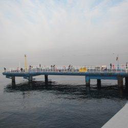 オリジナルメーカー海づり公園(市原市海づり施設) 釣果
