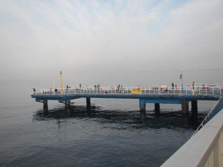 オリジナルメーカー海づり公園(市原市海づり施設) 釣果