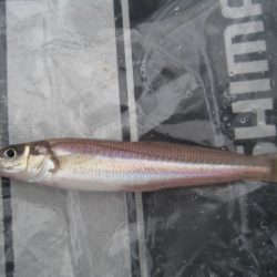 オリジナルメーカー海づり公園(市原市海づり施設) 釣果