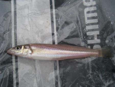 オリジナルメーカー海づり公園(市原市海づり施設) 釣果