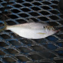 オリジナルメーカー海づり公園(市原市海づり施設) 釣果
