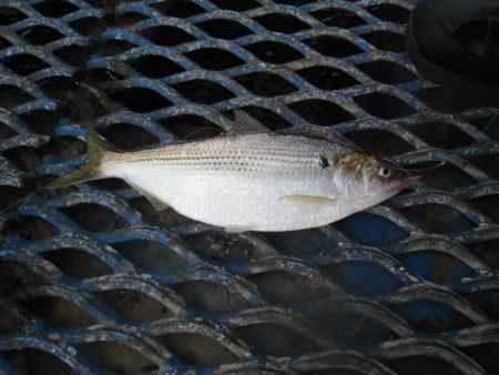 オリジナルメーカー海づり公園(市原市海づり施設) 釣果