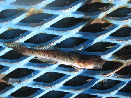 オリジナルメーカー海づり公園(市原市海づり施設) 釣果