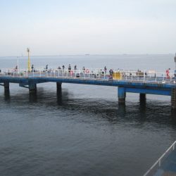 オリジナルメーカー海づり公園(市原市海づり施設) 釣果