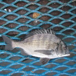 オリジナルメーカー海づり公園(市原市海づり施設) 釣果