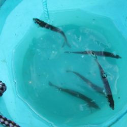 オリジナルメーカー海づり公園(市原市海づり施設) 釣果