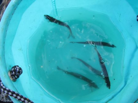 オリジナルメーカー海づり公園(市原市海づり施設) 釣果