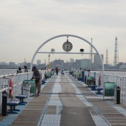オリジナルメーカー海づり公園(市原市海づり施設) 釣果