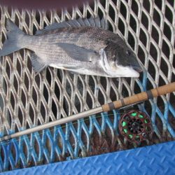 オリジナルメーカー海づり公園(市原市海づり施設) 釣果