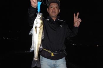 シーマジカル 釣果