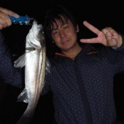 シーマジカル 釣果