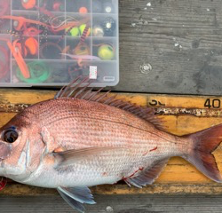 幸吉丸 釣果