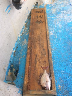 幸吉丸 釣果