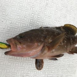 Magic(マジック) 釣果