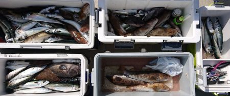 気仙沼　つり丸 釣果