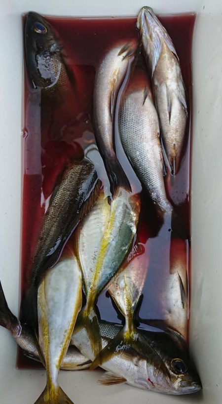 伊豆下田フィッシング 釣果