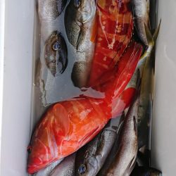 伊豆下田フィッシング 釣果