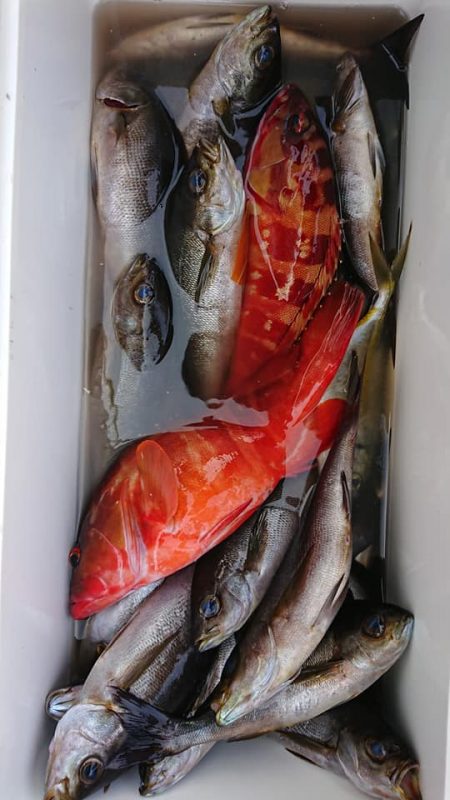 伊豆下田フィッシング 釣果