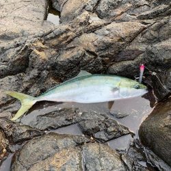 伊豆下田フィッシング 釣果