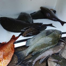 伊豆下田フィッシング 釣果