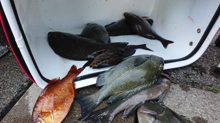 伊豆下田フィッシング 釣果