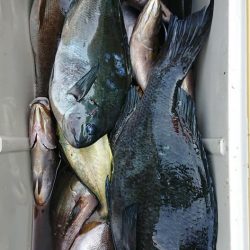 伊豆下田フィッシング 釣果